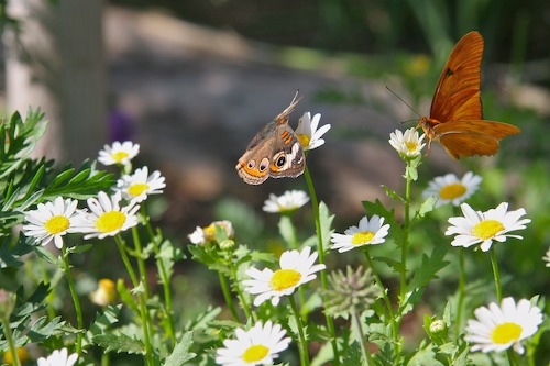 Butterflies - Togetherness